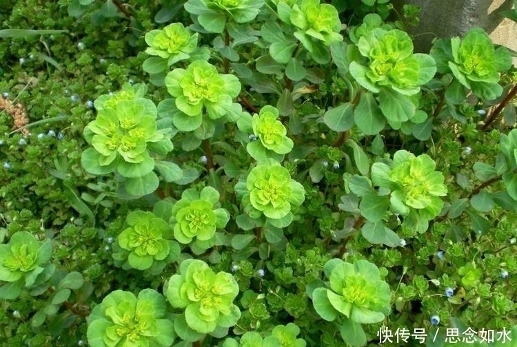 五凤草|提个醒：在路边遇到这种野草，一定要捡回家，现在知道还不晚！