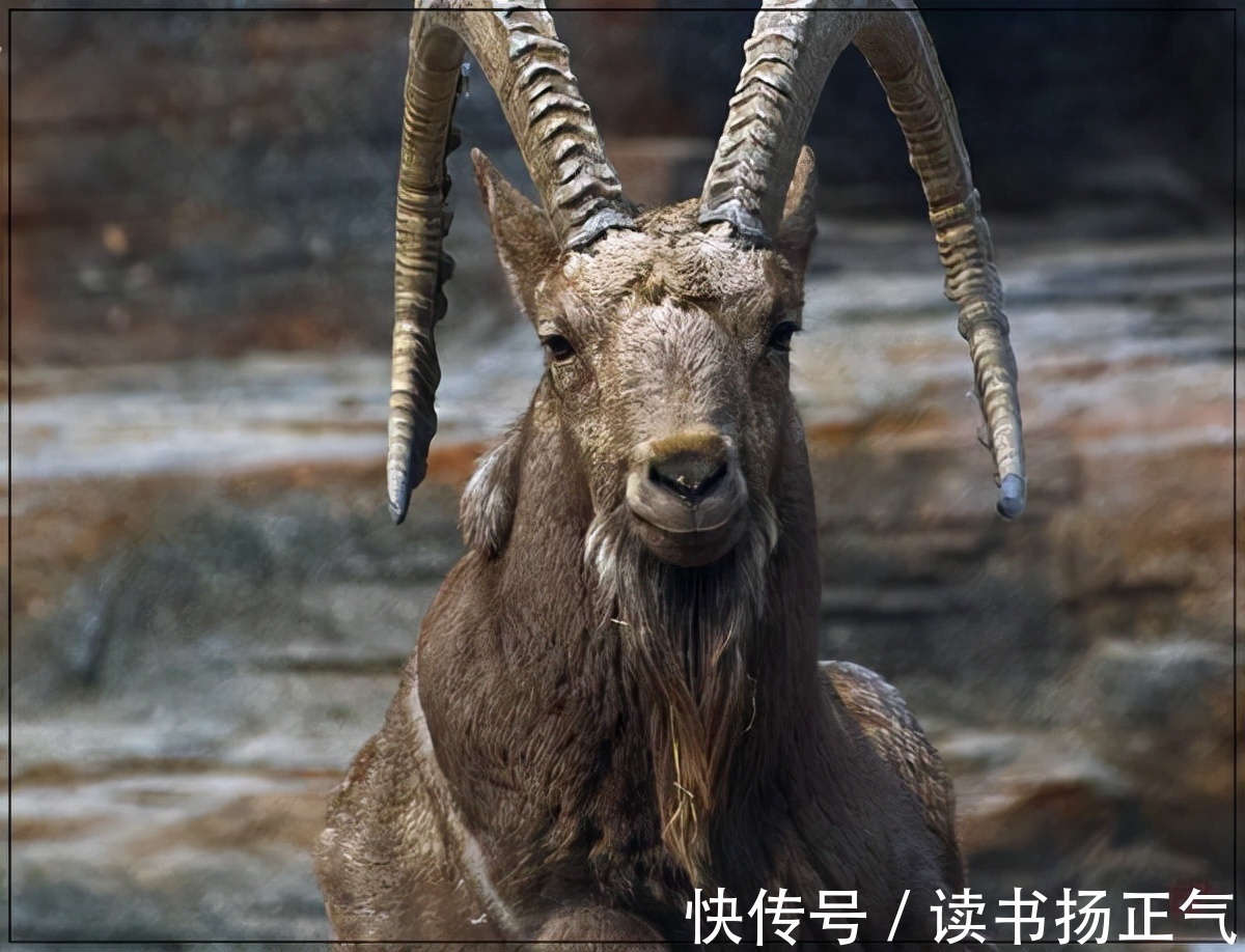 二愣子!史记里有句话“贪如狼,狠如羊”,“狠如羊”怎么说,羊这么狠?