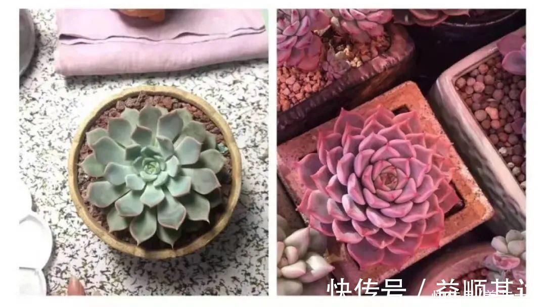 肉肉们|室内养多肉，也能养出水晶果冻色，任谁看到都说好
