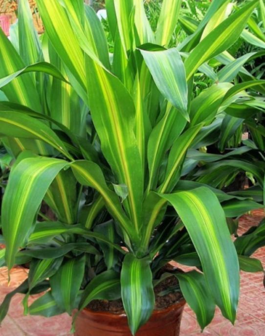 镇宅|此款花卉便宜又好养,人养花,花也养人,越养家里越干净!