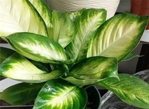 别养绿萝了,2种花超耐阴,采光不好也能长得好,叶子浓绿盆盆爆