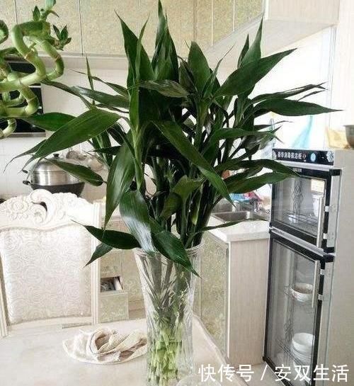 几种耐阴花，最怕晒太阳，一晒就黄叶，看看你养了几种