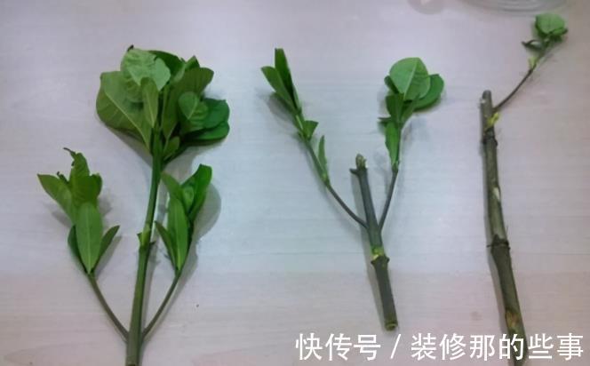 枝条|栀子花扦插有诀窍,掌握后不用买,动动手就能变出多盆