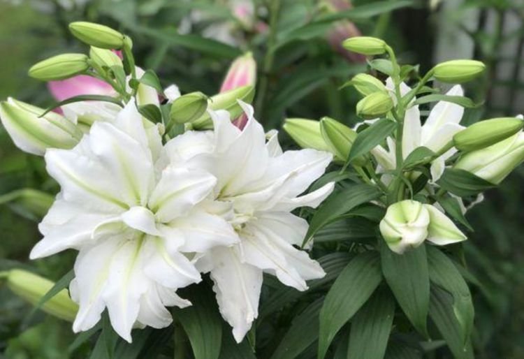 4款艳美的花卉,花大色艳花期长,阳台变温馨花园