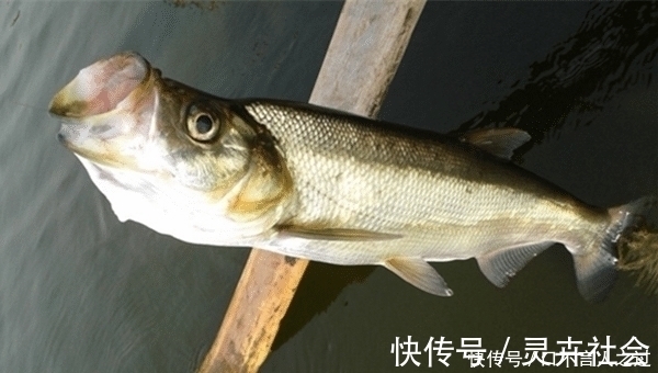 浮漂|夏天水库手竿钓翘嘴,注意这些要点,翘嘴连竿上,狂拉到手酸