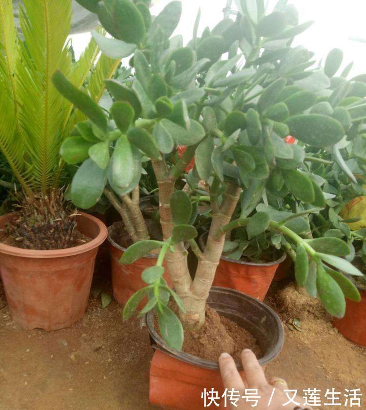 这3种花碰上雨天要搬回家,一淋雨就烂根,再次复花不容易