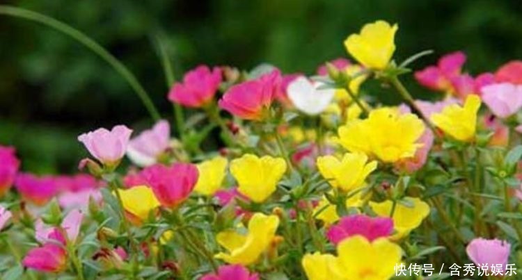 仙人|几种花养家里,比玫瑰更好看,楚楚动人,清香袭人