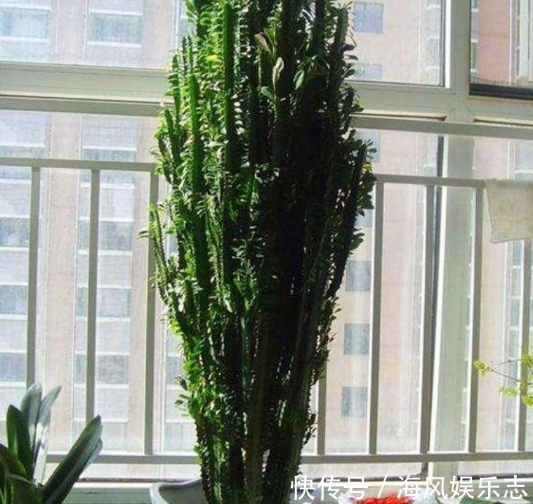 桂花桂花|聪明人都养“3种花”，镇宅旺财添富贵，新的一年好运到，幸福到