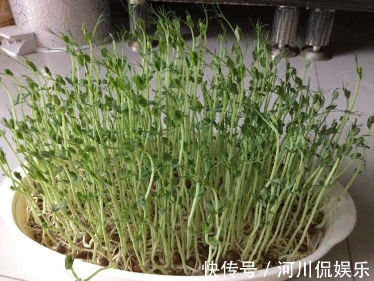 嫩芽|这种野生豌豆堪比山珍,掐点嫩芽唇齿留香,揪点种子自家就能种