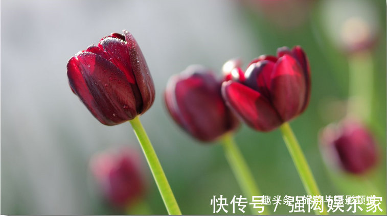 “会发光”的花朵,优雅而艳丽花语十分浪漫!具有“特殊能力”