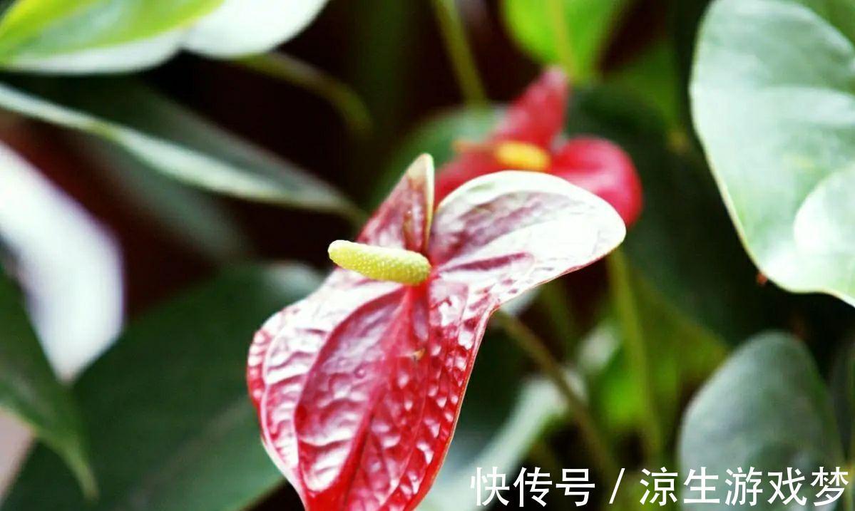 家里养盆好运花，花朵红艳又大气，越养越喜人