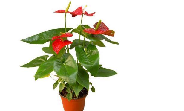 红掌春季养护有哪些注意事项,浇水要掌握见干见湿的原则