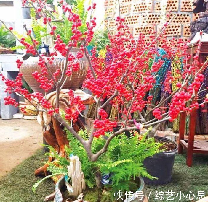 春天就养此款植物，好养易打理，清新脱俗，懒人最爱