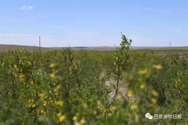 柠条|石哈河只有油菜花？那是你没见过58万亩柠条！