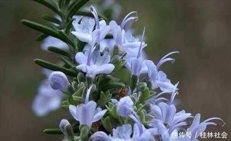 养花就养此“香水花”，比栀子花香，比茉莉花好看，花开200天