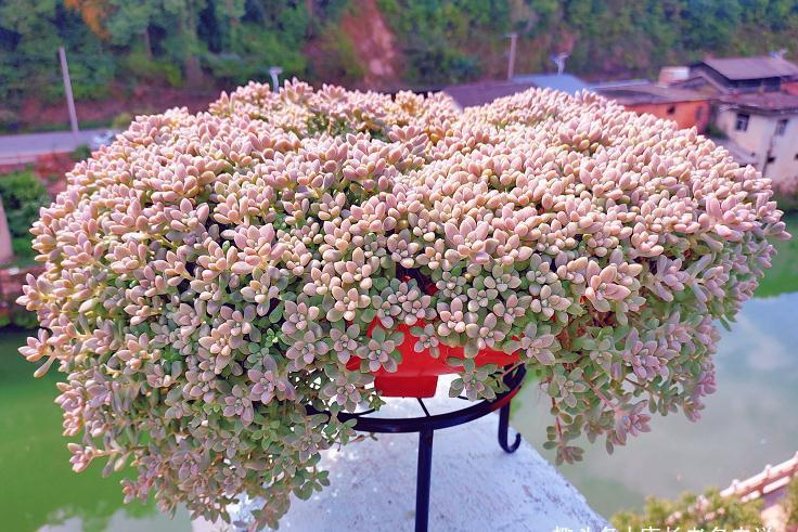 环境不好养多肉用大盆?是想一年四季对着一片“青菜”?快换盆吧