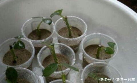 路上捡个枝,插出1盆花,花开如瀑布,美死了!