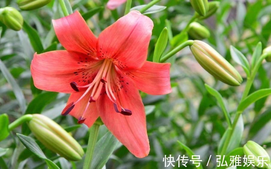 香水百合|日常养护百合有讲究，注意这样几点，避免只长叶不开花，花多色艳