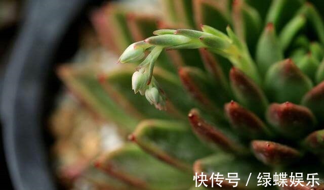 多肉全是“胡须”,这是“求救”信号,多肉爱好者要引起重视!