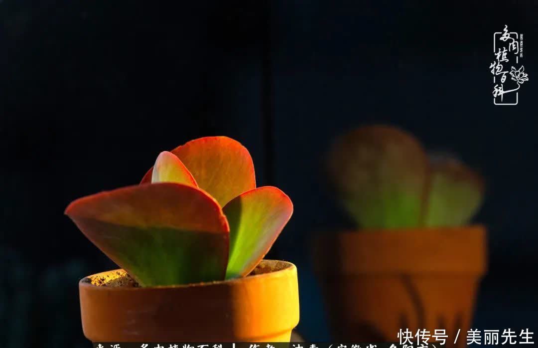 多肉——入了我的时光画卷!