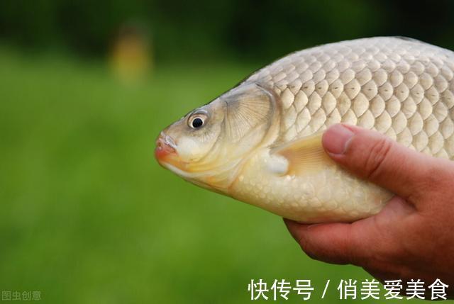 酒味|不用红虫和蚯蚓，斤鲫连续上岸，它是钓大鲫鱼的“利器”