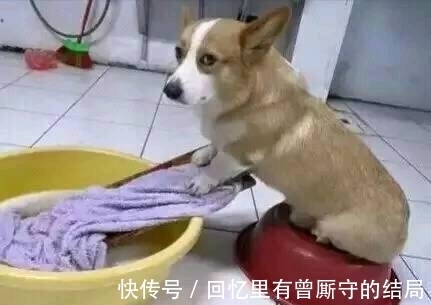 |搞笑图片幽默段子笑话:哈哈,狗狗挺懂事的啊,还在帮主人洗衣服