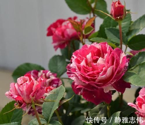 3种花漂亮又好养,花大色艳,埋土里就能活,室内也能种