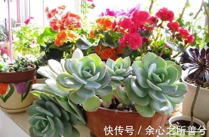寒冬多肉常见问题叶子干瘪、花头不饱满,到了春天怎么养健壮?