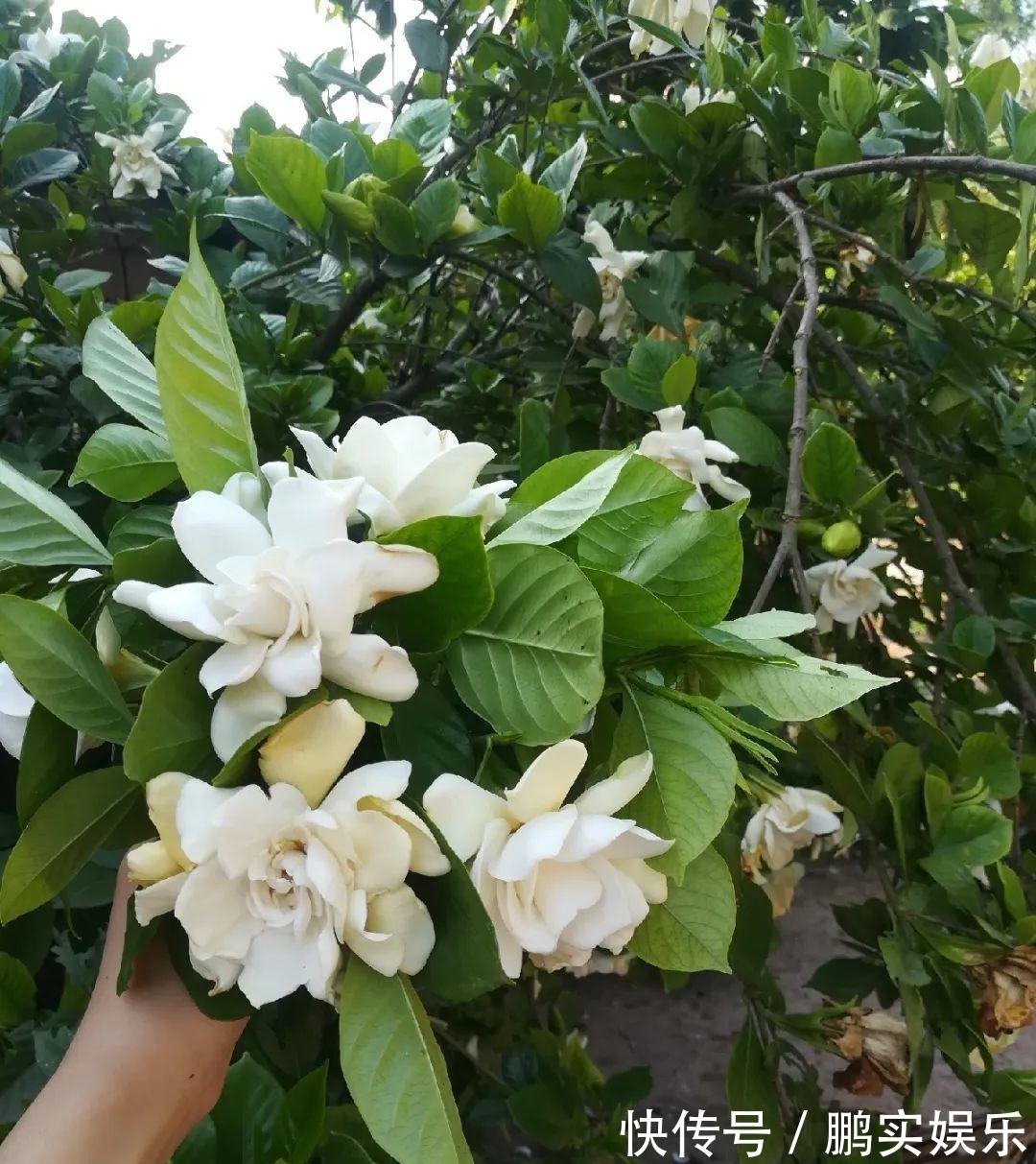 门口养棵大花树,风吹就开花,20年变成传家宝!