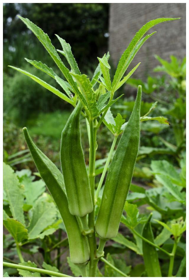 红薯叶|含钙量比牛奶还高的六种蔬菜!经常被你扔掉,营养丰富吃了还补钙