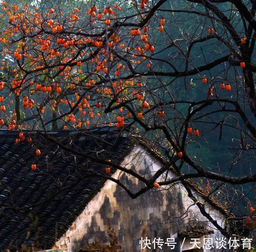 7种树“进宅”,旺财镇宅,延绵百年,家里有地方,一定养一棵