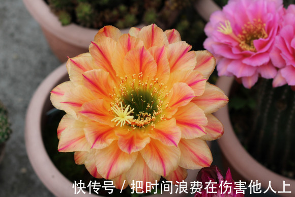 如何让仙人掌开花,这4招最管用,学会了你的仙人掌都能开花