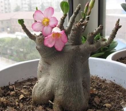 盆景|这种花是天生的盆景材料,养殖简易又漂亮,四季开花不断