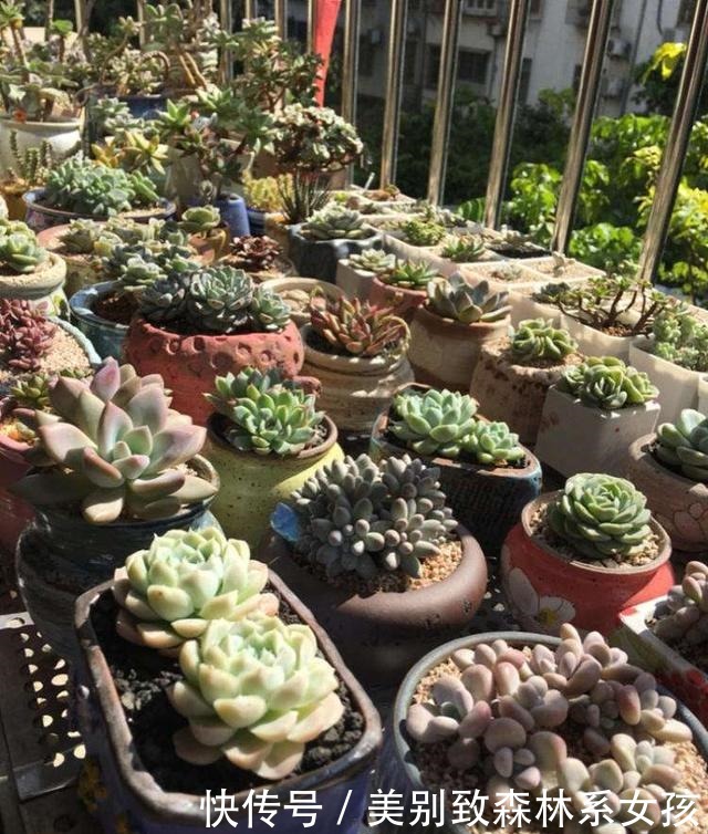 5种漂亮花,夏天不能见太阳,一见软踏踏,赶紧挪地方