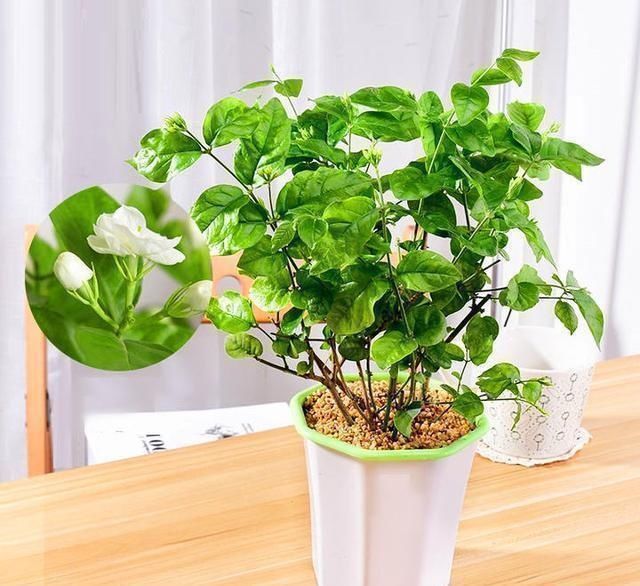 种花|这“三种花”遇水就疯长,越养越“贵气”,古代大户人家最爱养