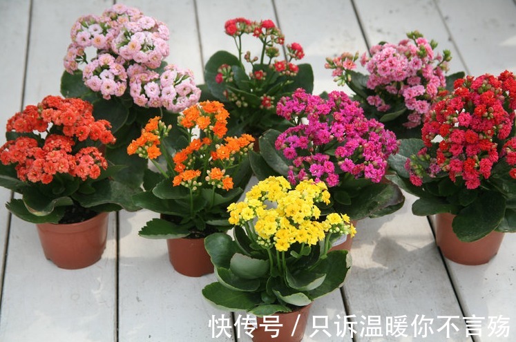 养不好长寿花，这里有室内最全的长寿花养护技巧，欢迎点进来学习