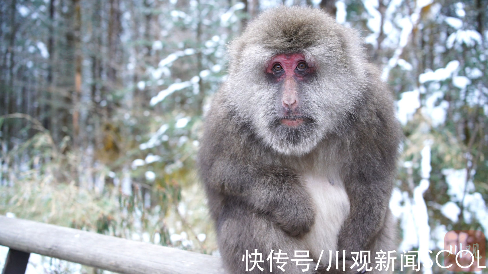 海螺沟|C视频｜在雪山遇见“美猴王”“四目相对”不慌不忙