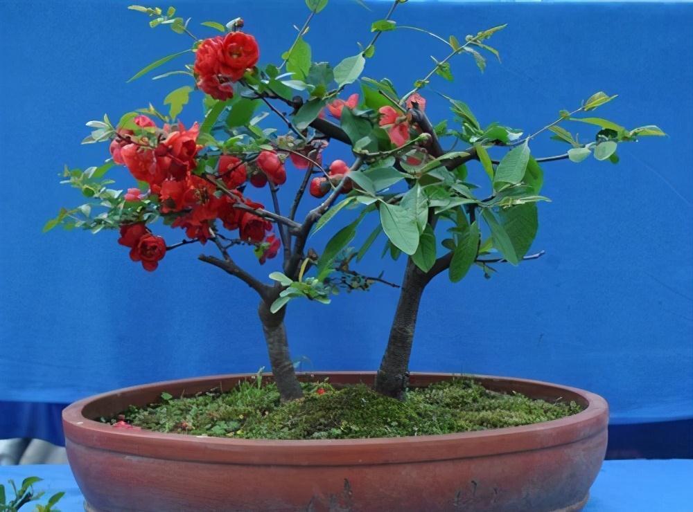 天气温差变化大,就养这种花卉,耐寒又耐旱,只要浇点水就能活