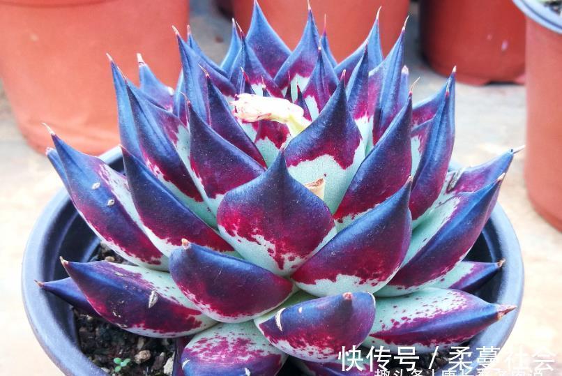 黑檀汁|多肉乌木品种众多且十分混乱，我们如何才能挑到称心如意的呢？