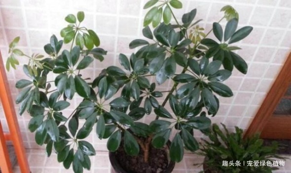 “2种盆栽树”，家里养1盆，辟邪又趋凶，能减少“病菌”促睡眠