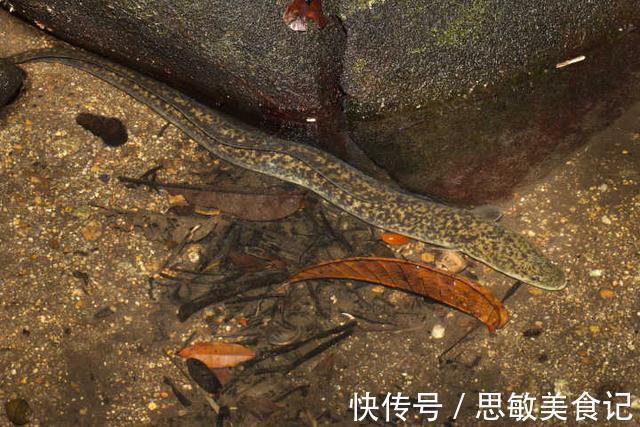 十几斤大泥鳅?广州小伙珠江边钓鱼,碰到有人放生“大型水族”