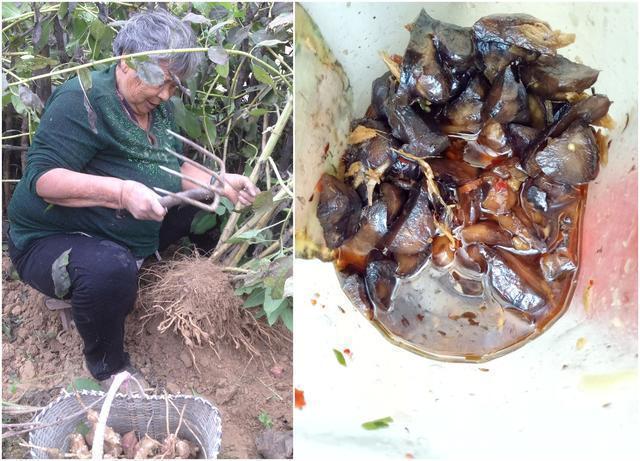 农村把这个东西叫做洋姜,吃着甜甜的,种一次能吃一年,你吃过吗