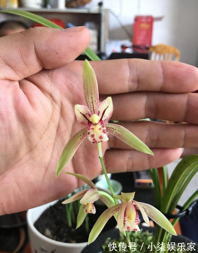 发芽|养兰花的“捷径”,最好别用,伤芽伤根,不出半年就枯萎