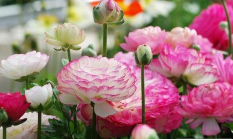 宫灯|4种花美的出奇,不仅花好看,名字也好听,花开不断!