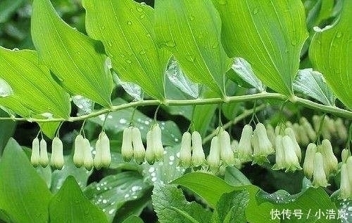 一辈子|它是肾黄金,国医吃了一辈子,每天吃一片好处多到数不清