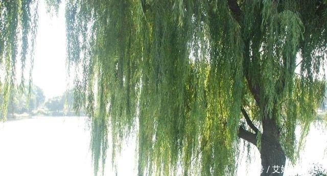 农村俗语“前不栽杨,后不栽柳,门前不种拍搭手”为什么这么说?