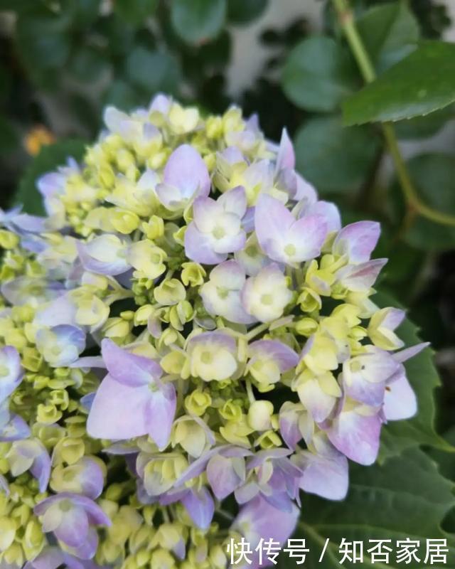 特别好养|养花技巧:折腾不死的25种花,咋养都爆盆,懒人最适合