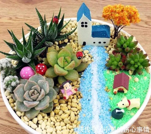 养花尽量不要养多肉！要不然你的生活就会变成这样