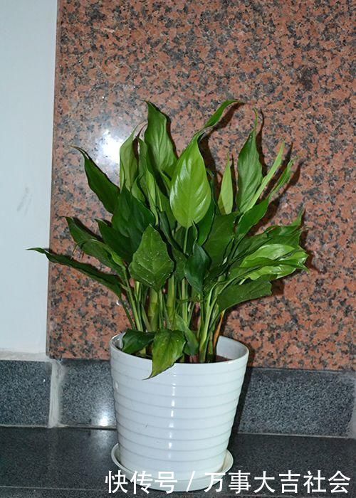 秋海棠|卫生间适合养什么花推荐几种好活耐湿花,净化空气没异味