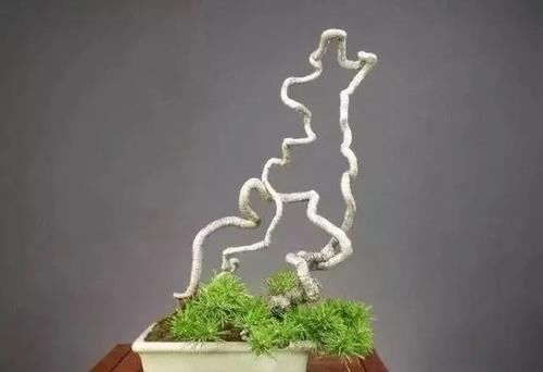  提根盆景的制作并不难，但做到了极致，以根代干，可以从头美到脚
